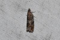 Ancylis achatana