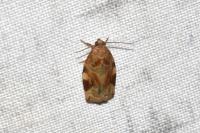 Archips xylosteana