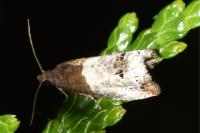 Notocelia roborana