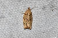 Pandemis cerasana
