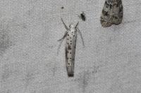 Yponomeuta irrorella