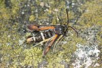 Pyropteron chrysidiforme