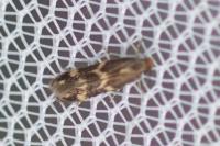 Oinophila v-flavum