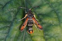 Pyropteron chrysidiforme