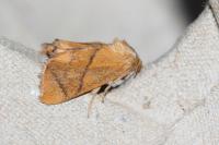 Apoda limacodes