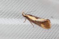 Harpella forficella