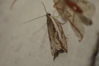 Ancylis apicella