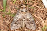 Cossus cossus