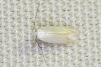 Opostega salaciella
