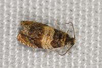 Celypha aurofasciana