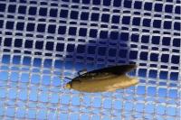 Crassa unitella