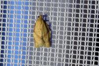 Clepsis consimilana