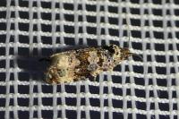 Endothenia gr. gentianaeana