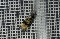 Endothenia gr. gentianaeana