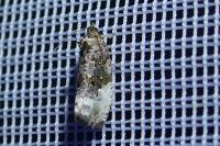 Hedya nubiferana