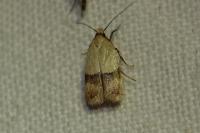 Odites kollarella
