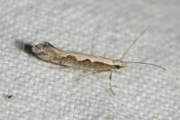Plutella xylostella