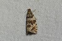 Celypha rivulana