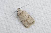 Agonopterix gr. adspersella