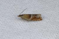 Ancylis comptana