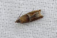 Ancylis comptana