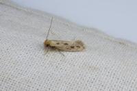 Anomalotinea liguriella