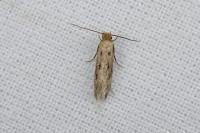 Anomalotinea liguriella