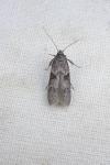 Blastobasis glandulella