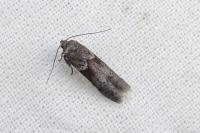 Blastobasis glandulella