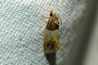Epinotia festivana