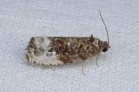 Hedya nubiferana