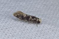 Infurcitinea albicomella