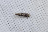 Infurcitinea albicomella