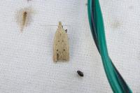 Nothris verbascella