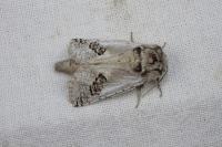 Parahypopta caestrum