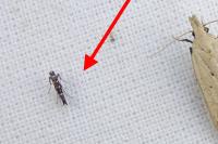 Parectopa ononidis