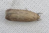 Platyedra subcinerea