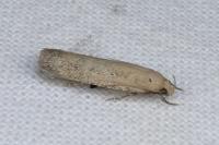 Platyedra subcinerea