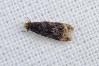 Stenoptinea cyaneimarmorella