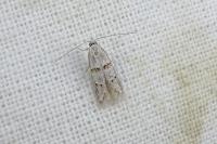 Symmocoides oxybiella