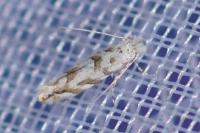 Phyllonorycter