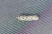 Ethmia terminella