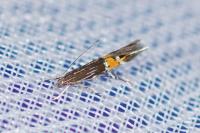 Cosmopterix scribaiella