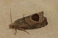 Notocelia uddmanniana