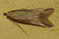 Metzneria