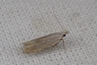 Anarsia bilbainella