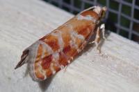 Rhyacionia pinicolana