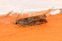 Epinotia tenerana