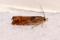 Epinotia tenerana