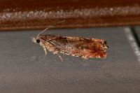 Epinotia tenerana